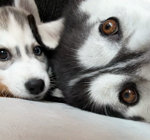 銀くんと天くん