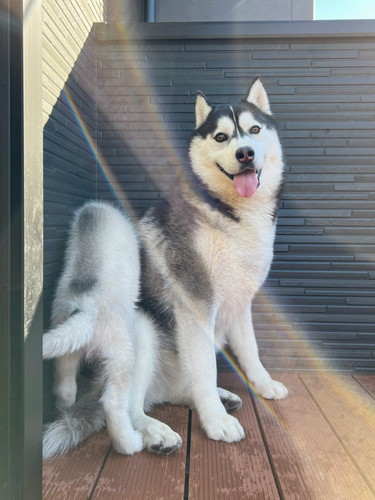 銀くんと天くん