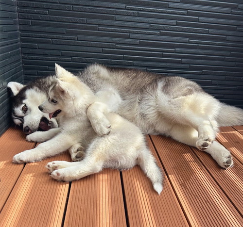 銀くんと天くん