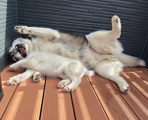 銀くんと天くん