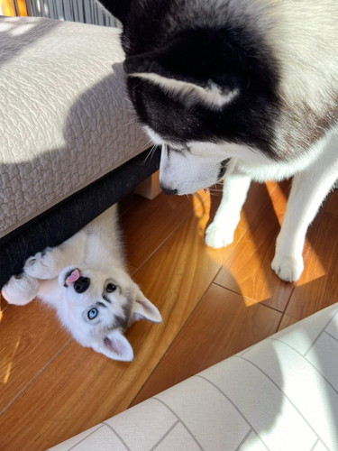 銀くんと天くん