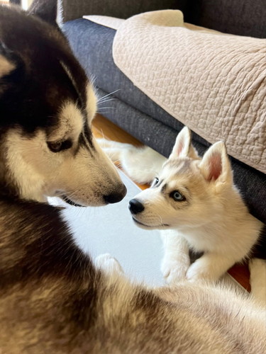 銀くんと天くん