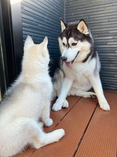 銀くんと天くん