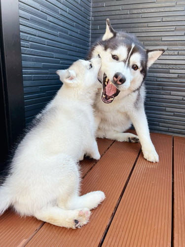 銀くんと天くん