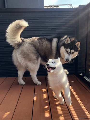 銀くんと天くん