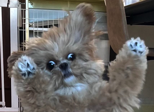 個性的な表情のワンコ