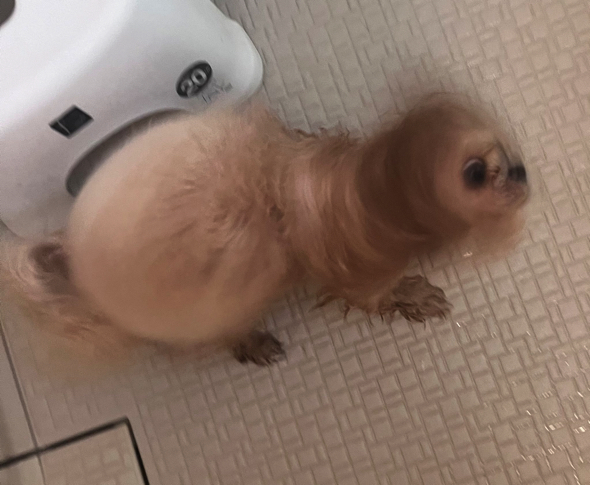 シャンプー後のドリルをするワンコ