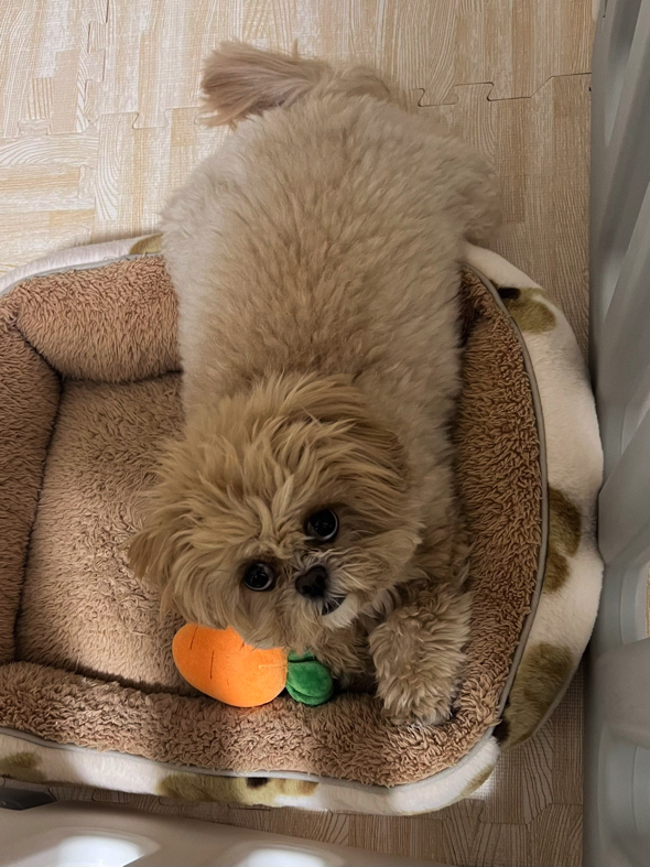 寝起きのワンコ