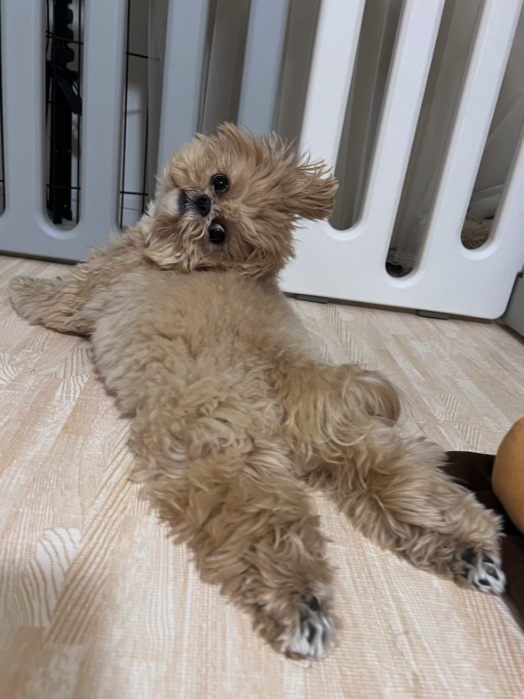 振り向くワンコ