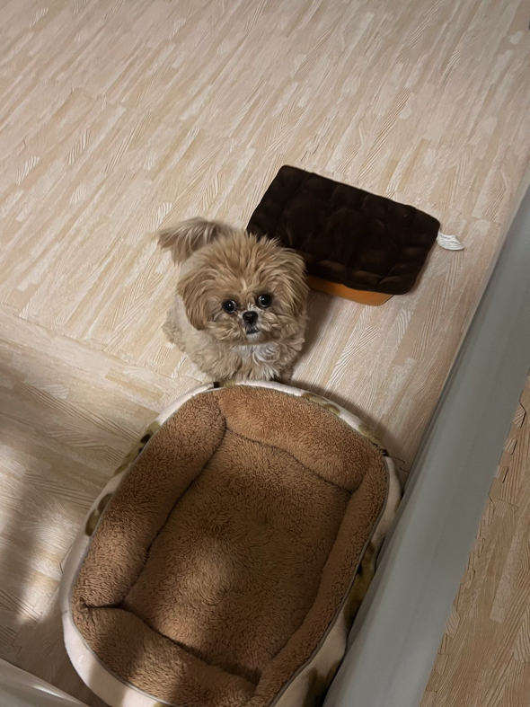 まん丸なワンコ