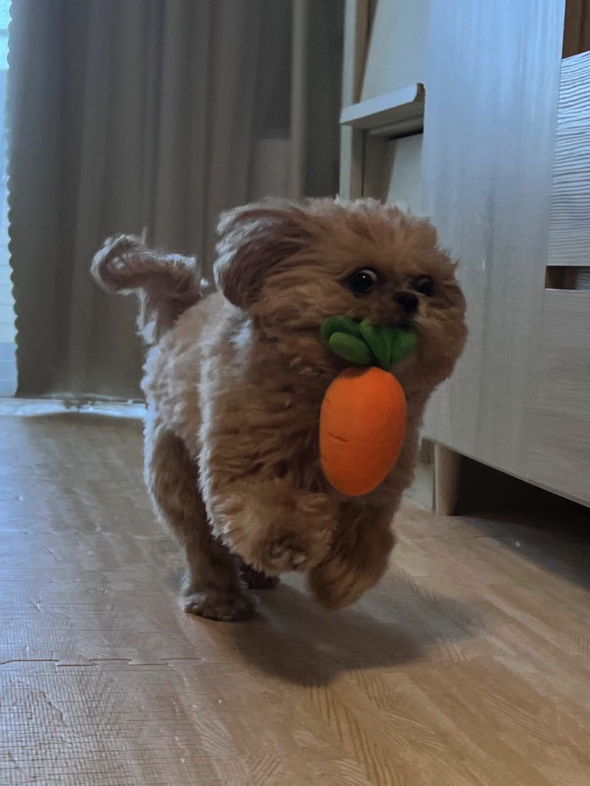 荷物を運ぶワンコ