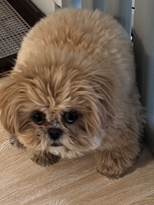 踏ん張るワンコ