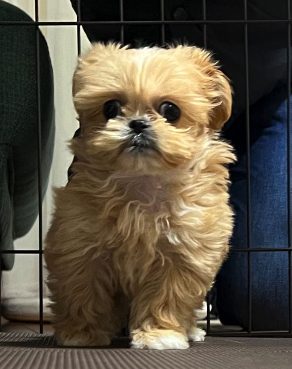 子犬のころから貫禄あり