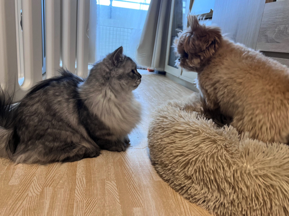 猫ちゃんと見つめ合うワンコ