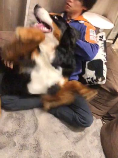 パパさんに甘えるバーニーズ・マウンテン・ドッグ