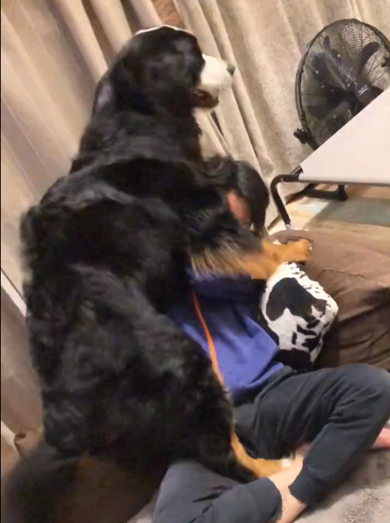 パパさんに覆いかぶさるバーニーズ・マウンテン・ドッグ