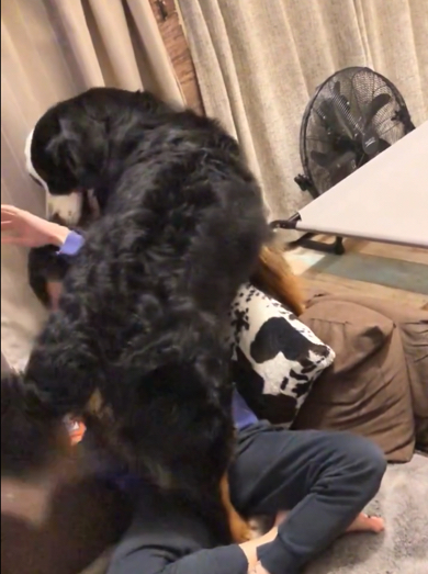 ガードされてもお構いなしなバーニーズ・マウンテン・ドッグ