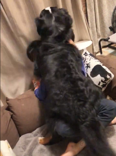 真っ正面からパパさんに甘えるバーニーズ・マウンテン・ドッグ