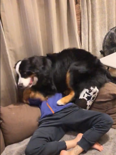 パパさんの頭に乗っかるバーニーズ・マウンテン・ドッグ