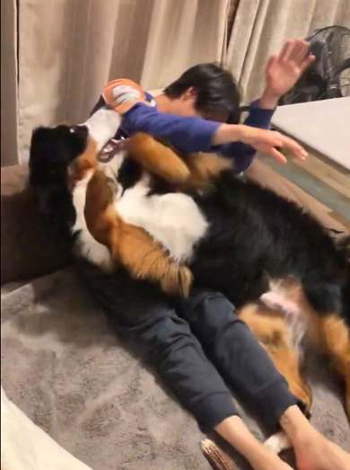 興奮してガブをしちゃったバーニーズ・マウンテン・ドッグ