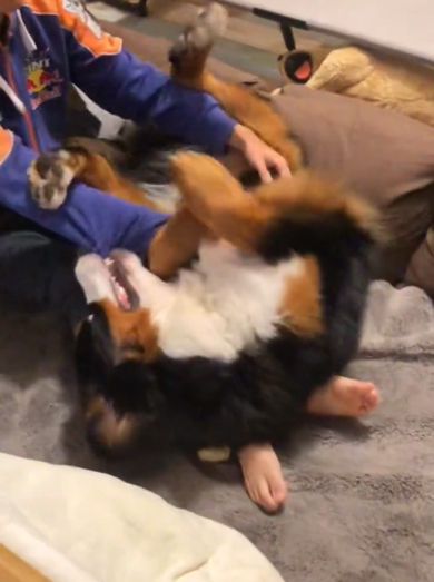 パパさんに怒られたけどめげないバーニーズ・マウンテン・ドッグ