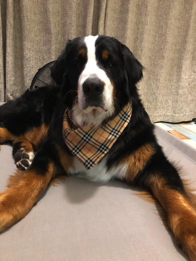 まだまだ甘えん坊なバーニーズ・マウンテン・ドッグ