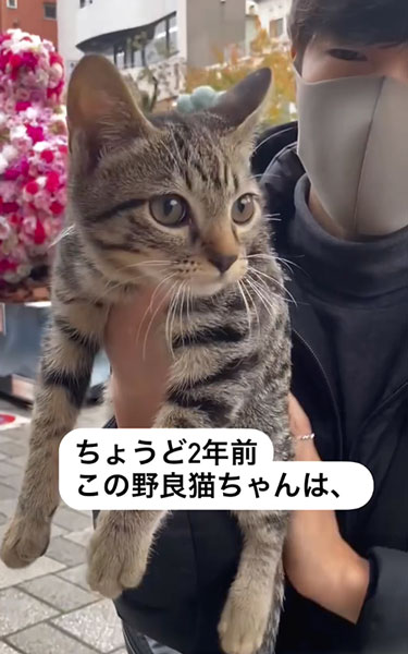 うちの子記念日を迎えた猫