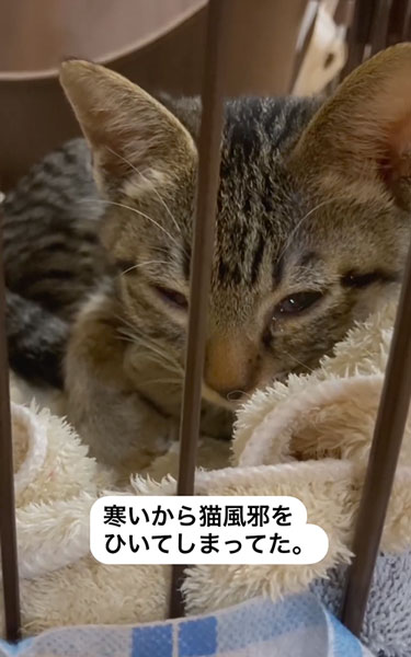 うちの子記念日を迎えた猫