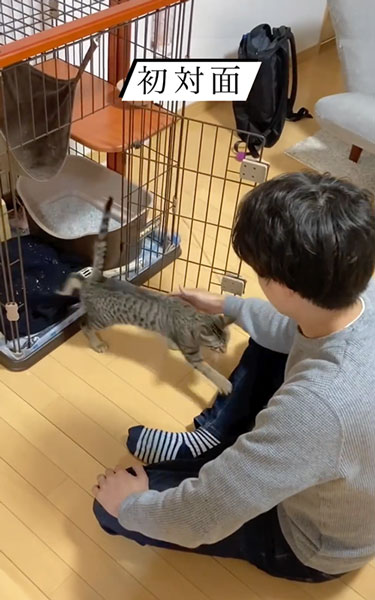 パパに一直線の猫