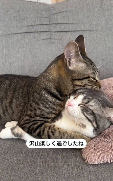 うちの子記念日を迎えた猫