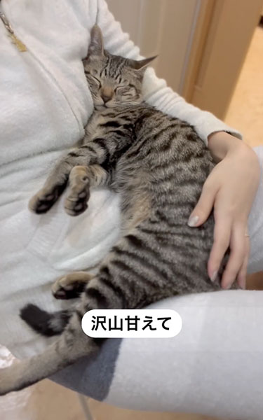 うちの子記念日を迎えた猫