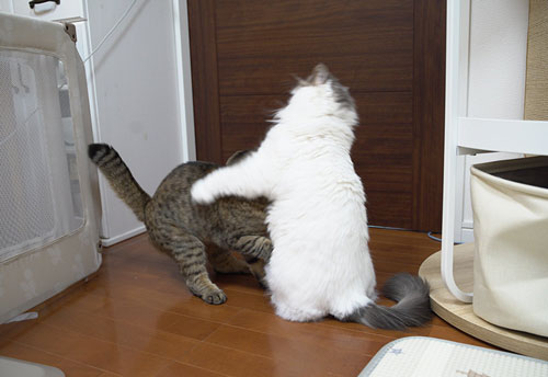 先住猫にちょっかいかける猫