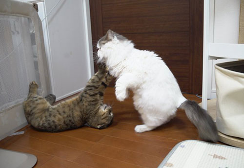 本気になる先住猫