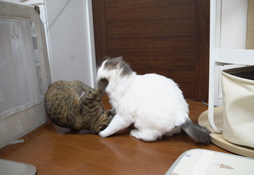 猫パンチする先住猫