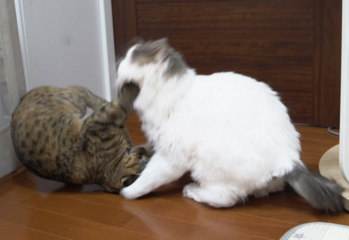 先住猫に倍返しされる猫