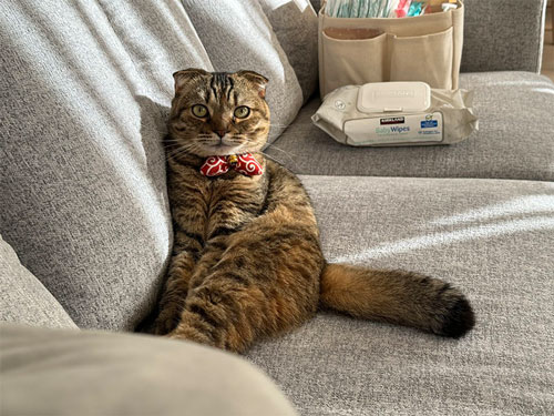 ある昼下がりの猫