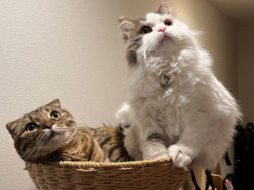 一緒にカゴの中に入りたい