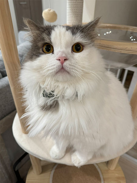 なでてほしい圧をかける猫