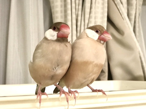 くっついてる文鳥2羽
