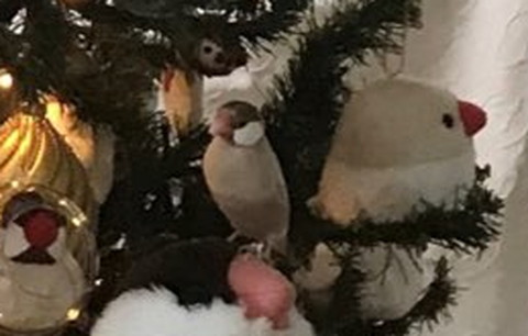 ツリーにびぎれる文鳥トリミング