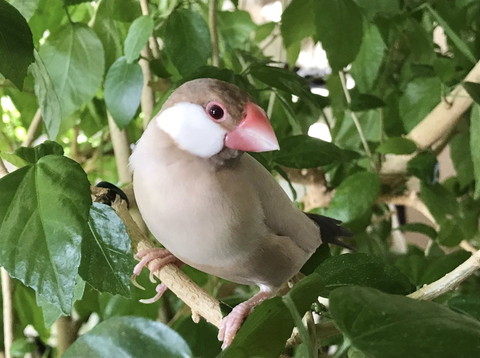 木に乗ってる文鳥