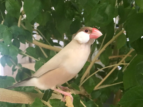 背伸びしてる文鳥