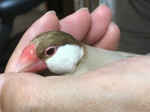 手の中にいる文鳥