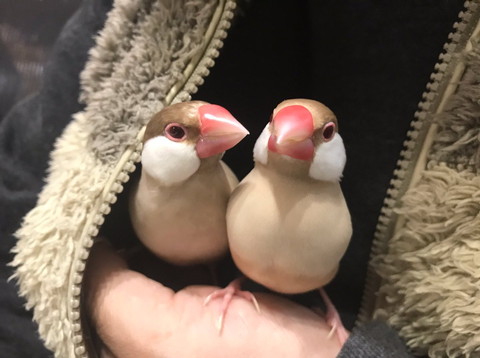 手のひらに文鳥2羽