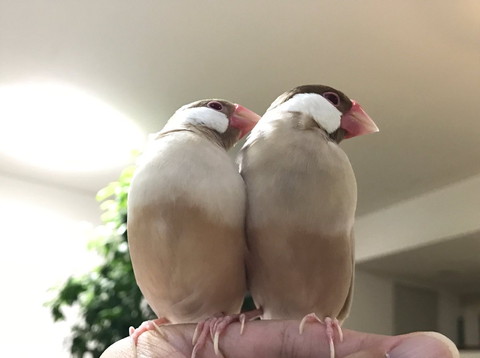 一緒に横向く文鳥2羽