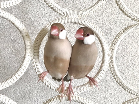 リングに入る文鳥2羽
