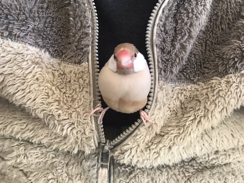 飼い主の服のジップにつかまる文鳥