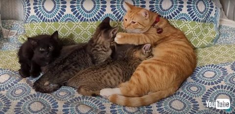 子猫の世話をするオス猫