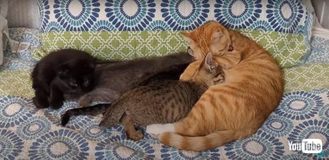 子猫の世話をするオス猫