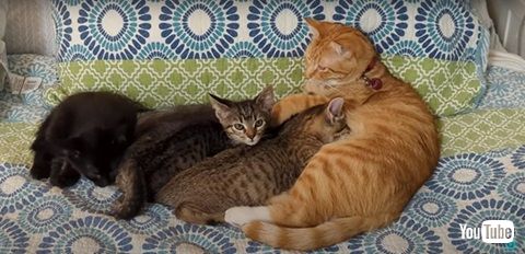 子猫の世話をするオス猫